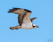 OspreyFlight-503.jpg