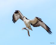 OspreyFlight-502.jpg