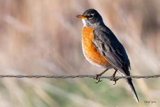 Robin-500.jpg