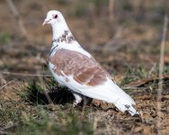 FeralPidgeon-501.jpg