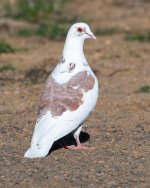 FeralPidgeon-500.jpg