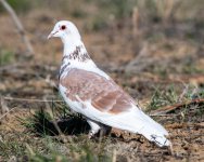FeralPidgeon-502.jpg