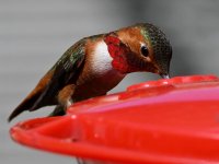 Hummer25.jpg