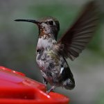Hummer33.jpg
