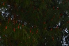 _ROY7339_00001.jpg