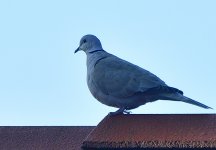 _ROY7379_00001.jpg