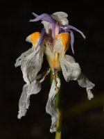Iris2.jpg