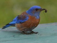 Bluebird8.jpg