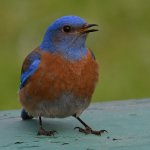 Bluebird10.jpg