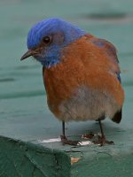 Bluebird13.jpg