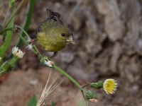 Goldfinch2.jpg