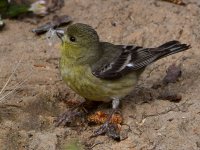 Goldfinch5.jpg