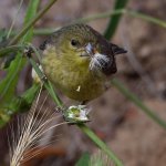 Goldfinch7.jpg