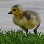 Gosling8.jpg