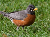 Robin4.jpg