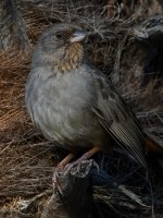 Towhee4.jpg