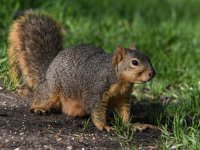 Squirrel.jpg