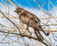 Redtail-500.jpg