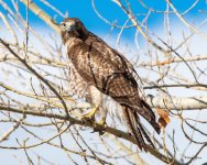 Redtail-501.jpg