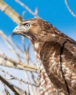 Redtail-502.jpg