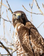 Redtail-503.jpg