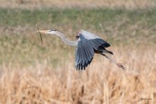 GBHFlight-550.jpg