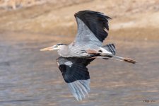 GBHFlight-551.jpg