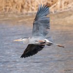 GBHFlight-552.jpg