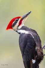 birds-506946.jpg