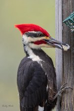 birds-506947.jpg