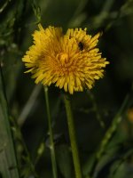 Dandylion.jpg