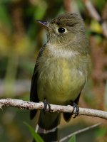 Flycatcher5.jpg