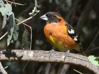 Grosbeak.jpg