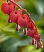 _NIK1800 low res.jpg