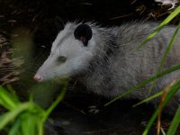 Possum.jpg