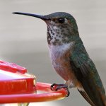 Hummer3.jpg