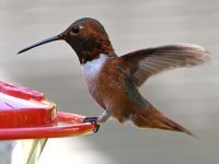 Hummer6.jpg