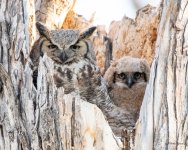 OwlMomKid-550.jpg