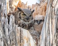 OwlMomKid-551.jpg