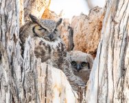 OwlMomKid-552.jpg
