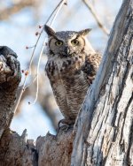 Owl-500.jpg