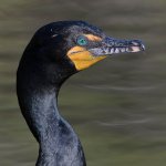 Cormorant10.jpg
