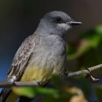 Kingbird21.jpg