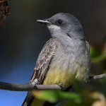 Kingbird22.jpg