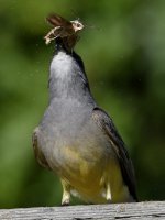 Kingbird.jpg