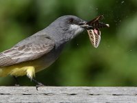Kingbird10.jpg