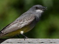 Kingbird15.jpg