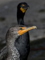 Cormorant3.jpg