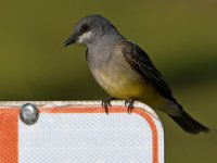 Kingbird30.jpg