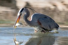 GBHCatch-525.jpg